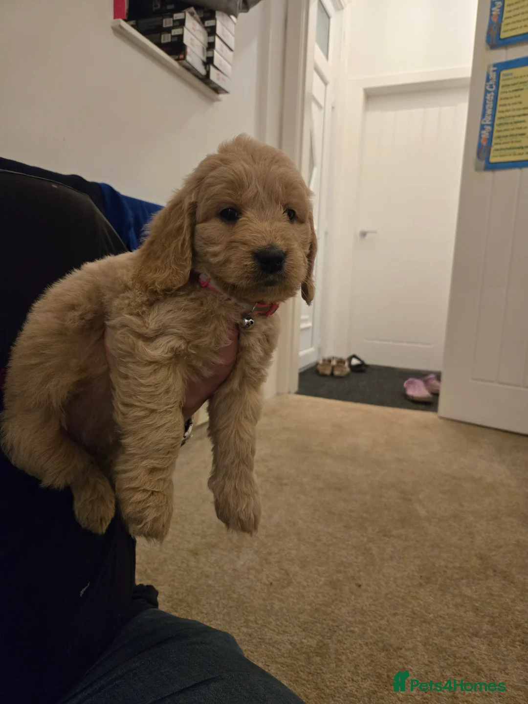Mini Goldendoodle dogs for sale: Available from Monday  - Advert 8