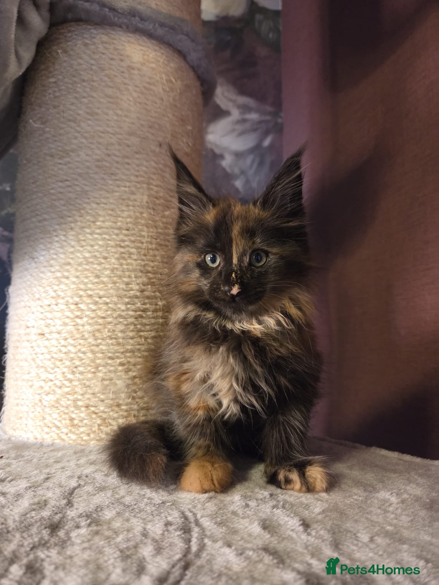 Maine Coon cats Tica, Health Checked Maine Coon kittens - Advert 2