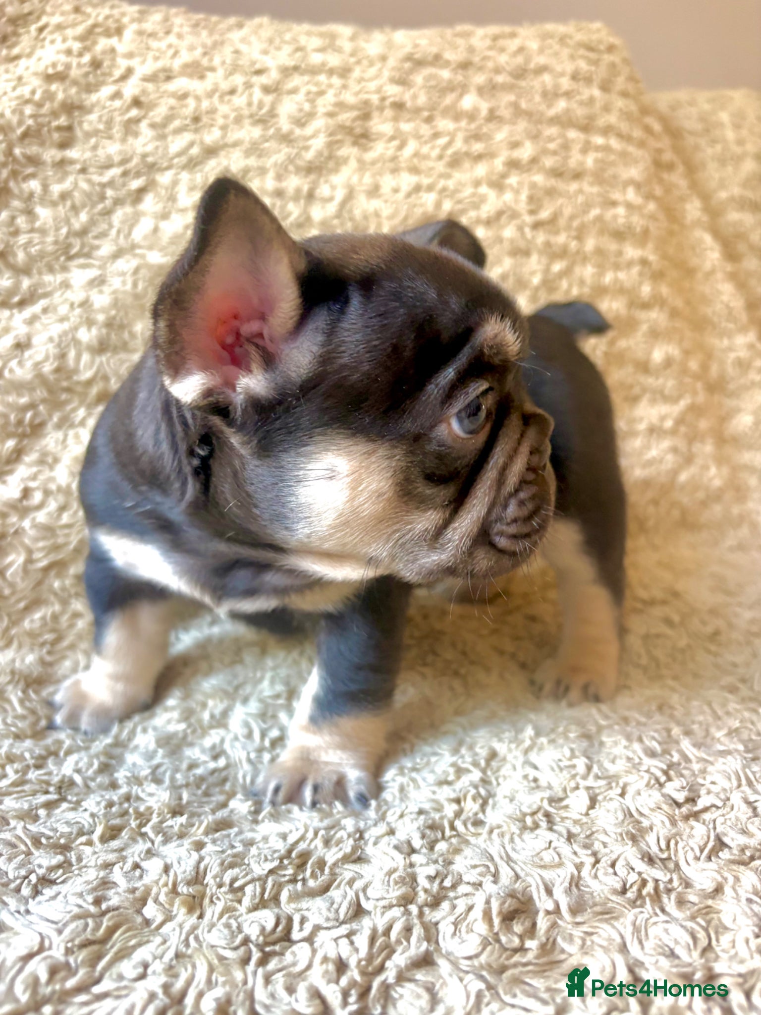French Bulldog dogs for sale: French Bulldog Babies Ready Soon - Advert 18