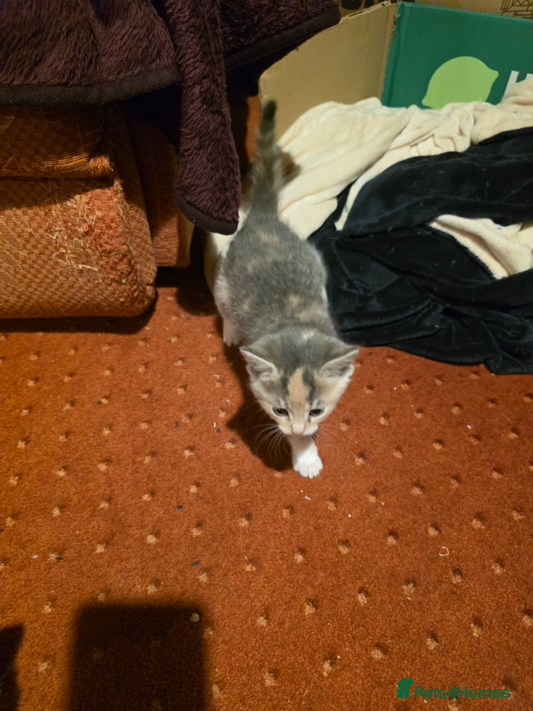 British Longhair cats for sale: 3 beautiful playful kittens  - Advert 7