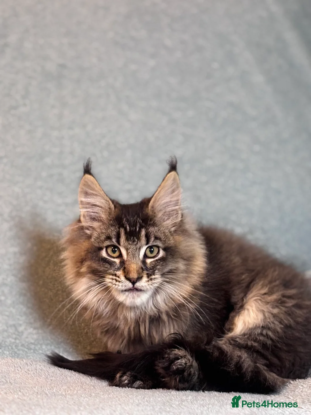 Maine Coon cats for sale: TICA registered Maine Coon Kitten  - Advert 2