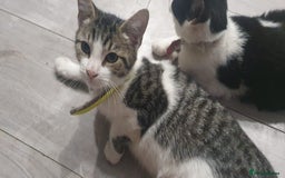 Mixed Breed cats for sale: 5 Cute Kittens Ready for New Homes!! 🐾 - Image 11