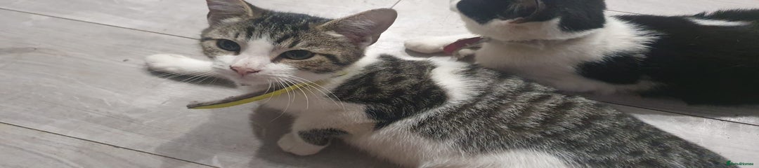 Mixed Breed Kitten 3
