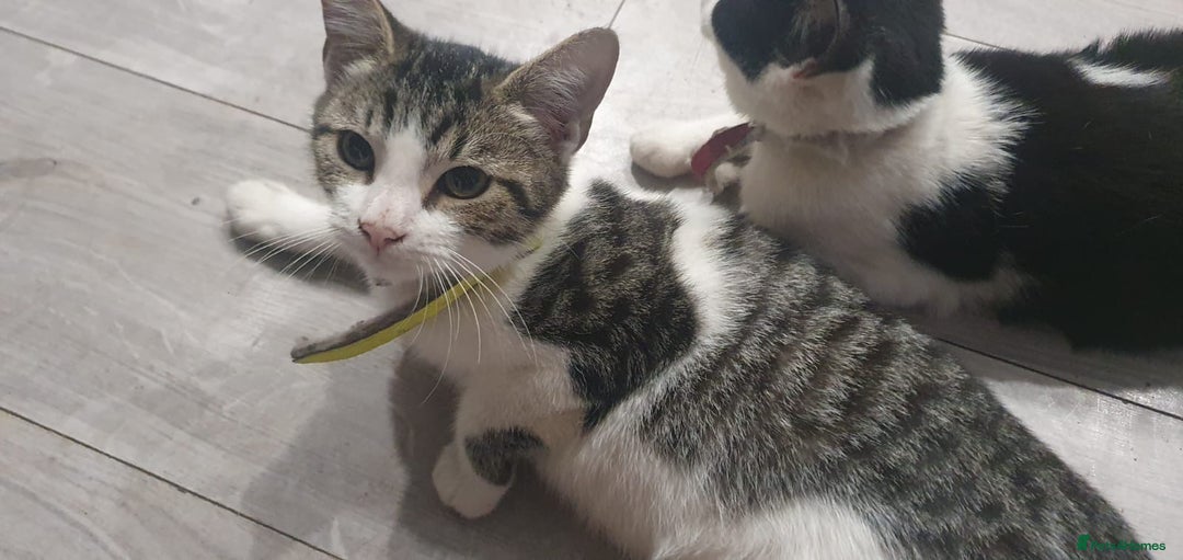 Mixed Breed cats for sale: 5 Cute Kittens Ready for New Homes!! 🐾 - Image 11