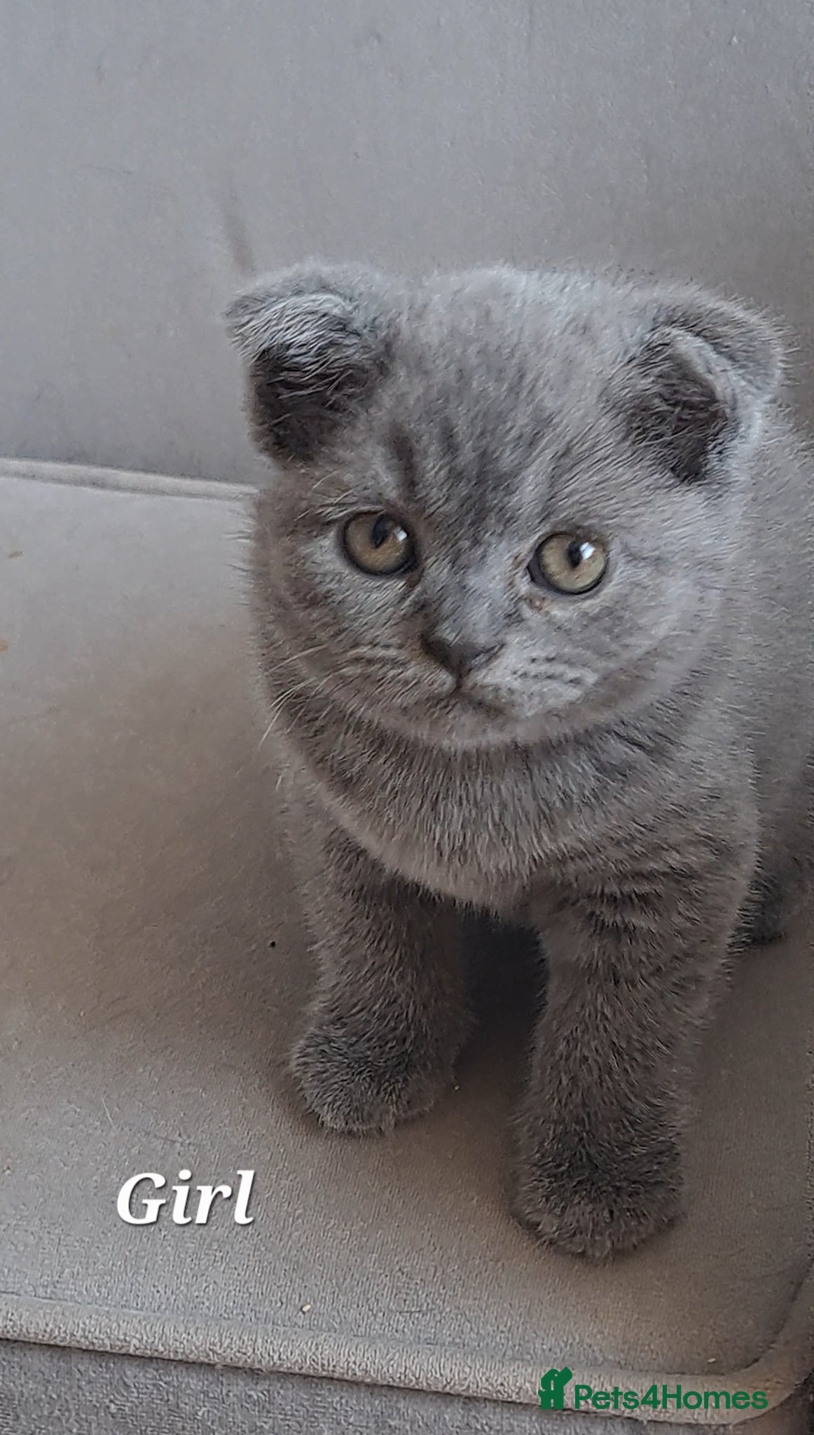 British Shorthair cats for sale: British Shorthair Blue CHAMPION BLOOD LINE - Advert 2