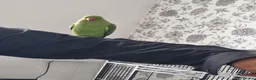 Parrots birds for sale: Beautiful ringneck talking parrot  - Advert 4