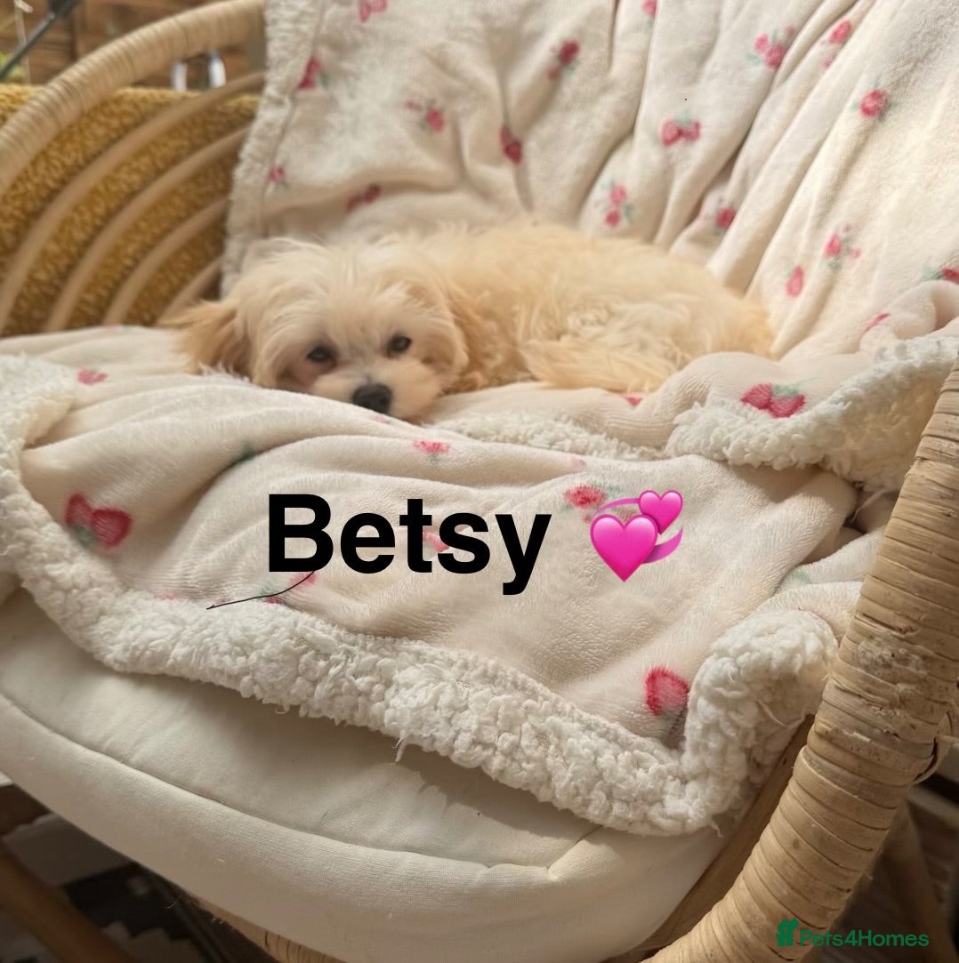 Maltipoo dogs * Sweet Korean Maltipoo Girl * - Advert 12