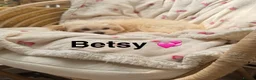 Maltipoo dogs for sale: * Sweet Korean Maltipoo Girl * - Advert 6