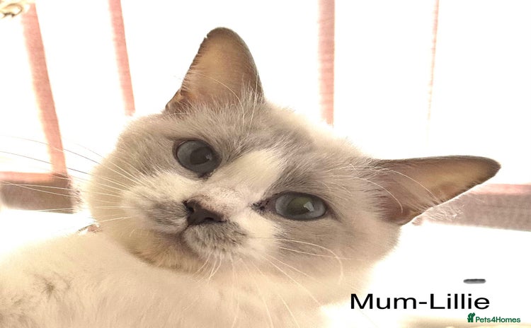 Ragdoll cats Lovely Ragdoll Kittens - Advert 5