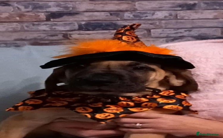 Great Dane dogs - Advert 2
