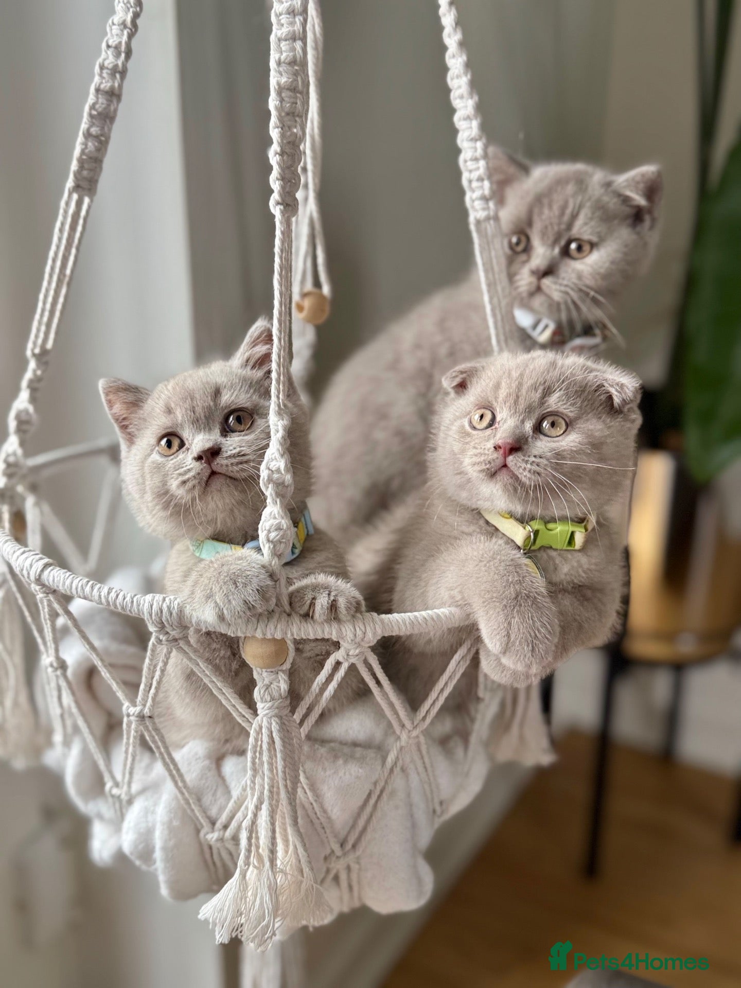 Scottish Fold cats Scottish fold - Advert 1