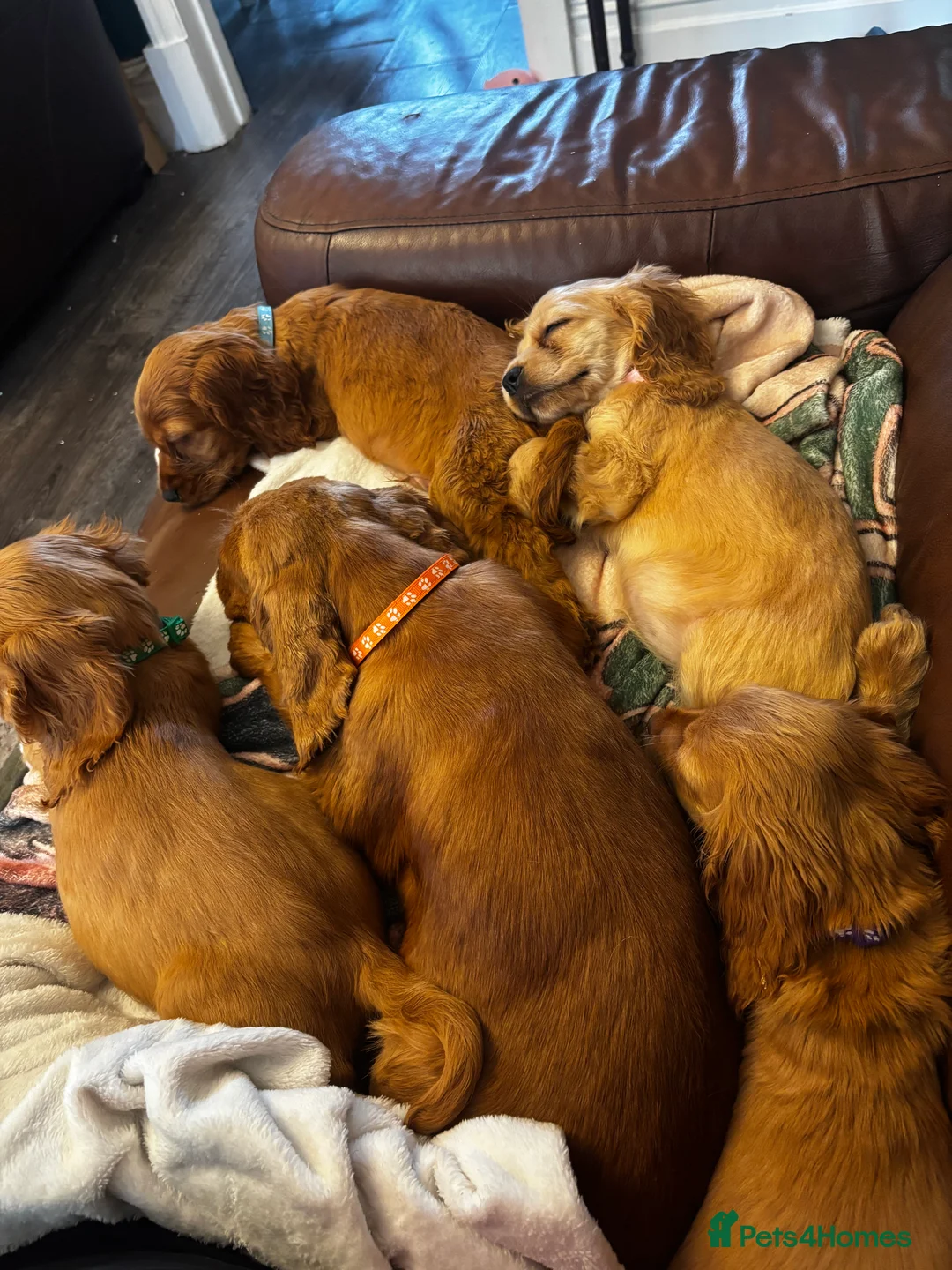 Mixed Breed dogs for sale: America x English Cocker Spaniel Puppies for sale  in Ammanford - Advert 7