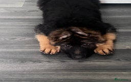 German Shepherd dogs for sale: Czech long hair German shepherd  - Image 2