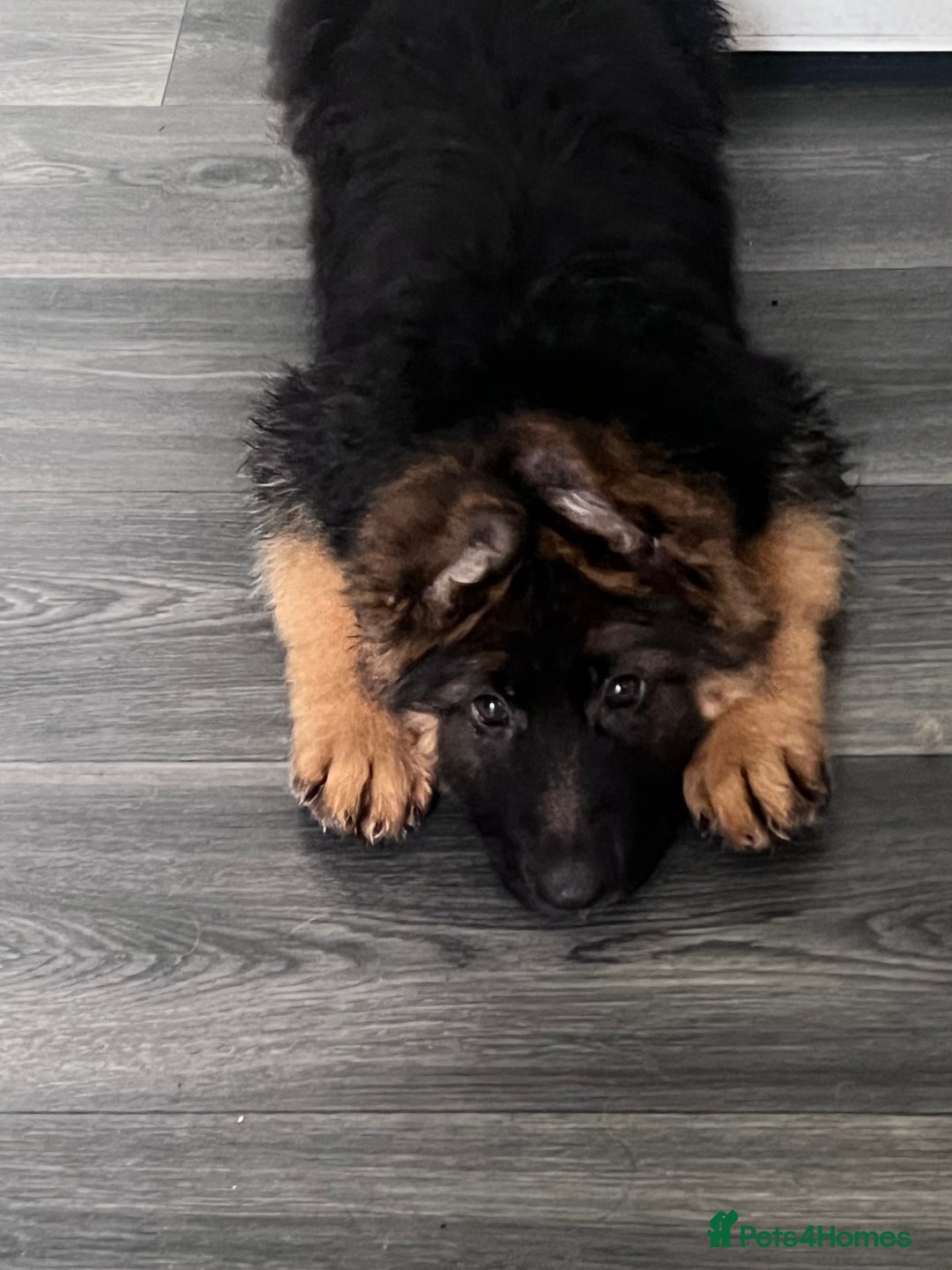German Shepherd dogs for sale: Czech long hair German shepherd  - Image 2