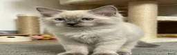 Ragdoll cats for sale: 😻 Beautiful TICA Registered Pedigree Kittens ! 🩵 - Advert 6