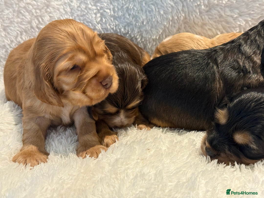 Cocker Spaniel dogs for sale: KC Show Cocker Spaniels fully health tested  - Image 4