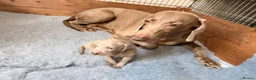 Weimaraner dogs for sale: Beautiful KC reg Weimaraner’s forever homes req - Advert 7