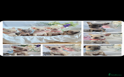 French Bulldog dogs for sale: 10 weeks old KC registered French bulldog puppies  - Image 1