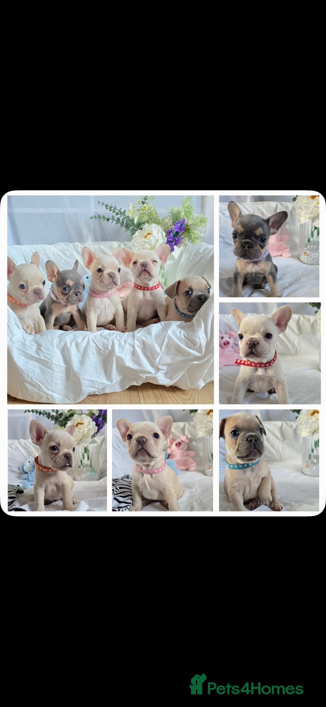 French Bulldog dogs for sale: 10 weeks old KC registered French bulldog puppies  - Image 1