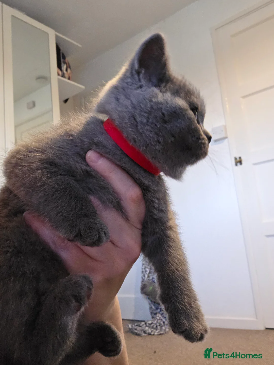 British Shorthair cats for sale: 🐱BRITISH SHORTHAIR🐱 - Advert 18