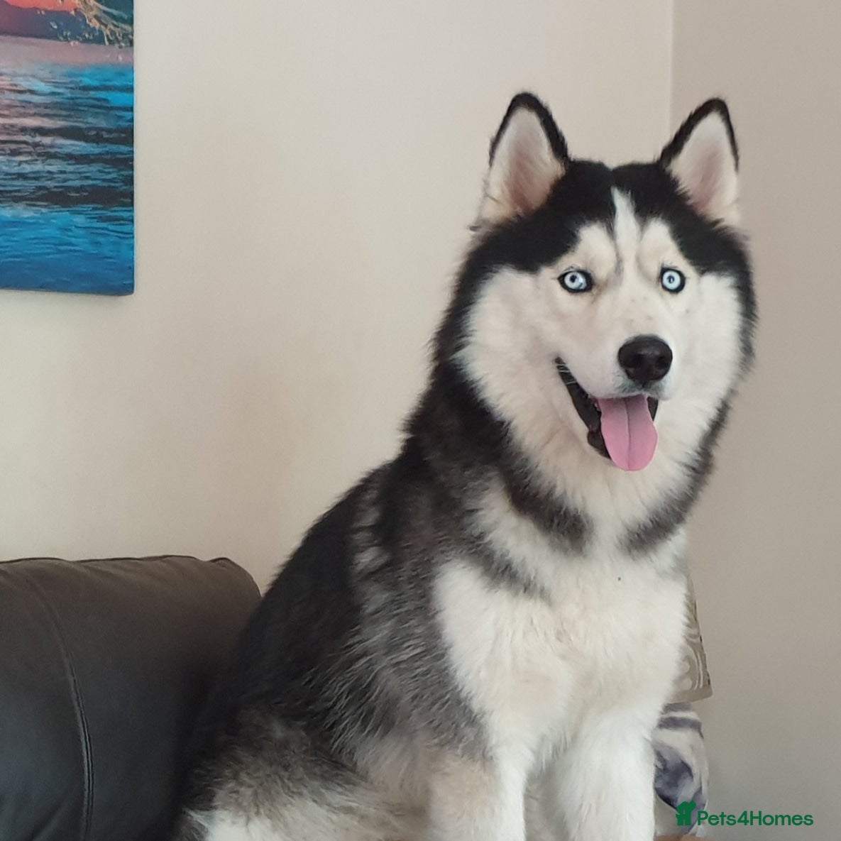 Siberian Husky dogs Siberian Husky - produces large litters in Cheltenham - Advert 3
