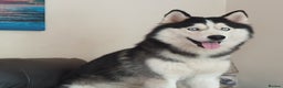 Siberian Husky dogs for stud: Siberian Husky - produces large litters in Cheltenham - Advert 1