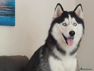 Siberian Husky dogs Siberian Husky - produces large litters in Cheltenham - Advert 1