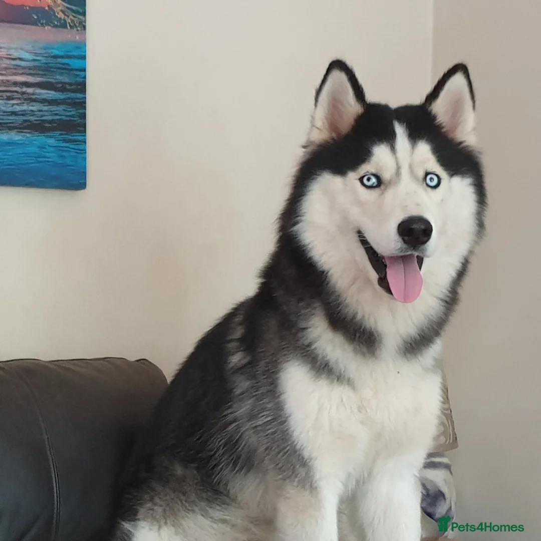 Siberian Husky dogs for stud: Siberian Husky - produces large litters in Cheltenham - Advert 1
