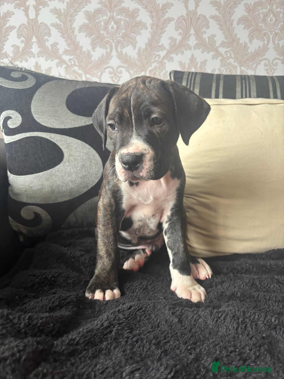 Cane Corso dogs for sale: Cane corso puppies - Image 10