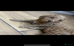 Cockapoo dogs for sale: Ready Monday 2 Cockapoo females  - Advert 38