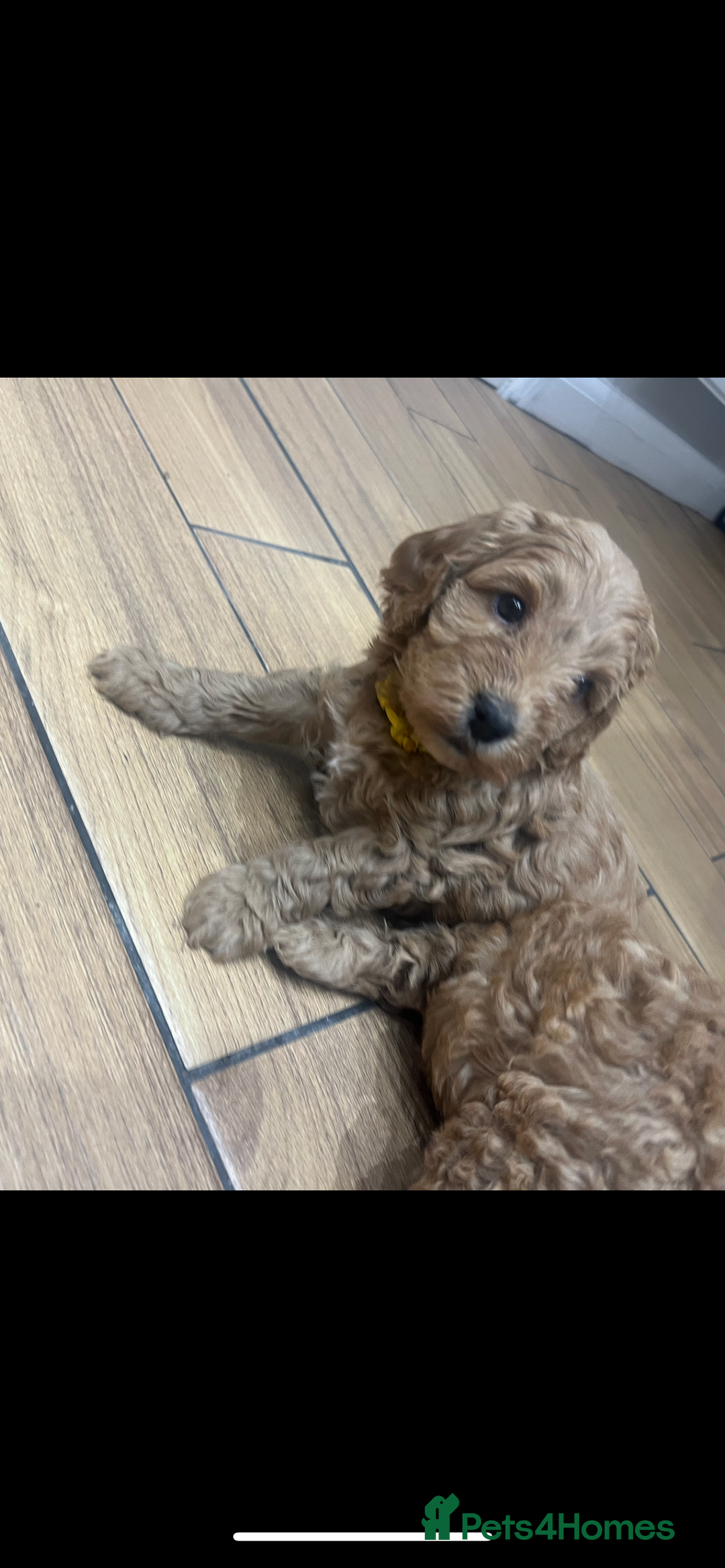 Cockapoo dogs for sale: Ready Monday 2 Cockapoo females  - Advert 38