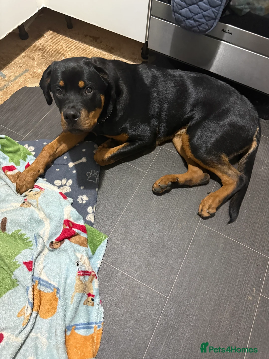 Rottweiler dogs for sale: Tank the Rottweiler  - Advert 5