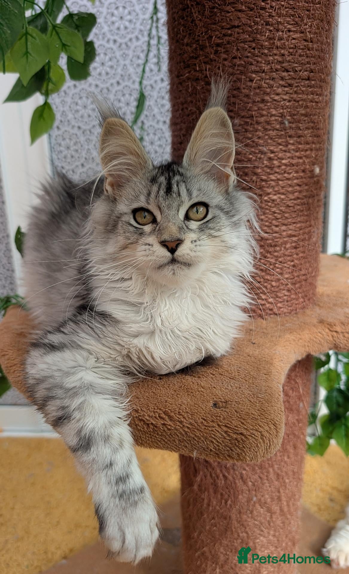 Maine Coon cats Stunning Tica registered Maine coon kittens - Advert 2