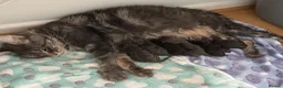 Maine Coon cats for sale: Beautiful 100% Maine coin kittens - Advert 3