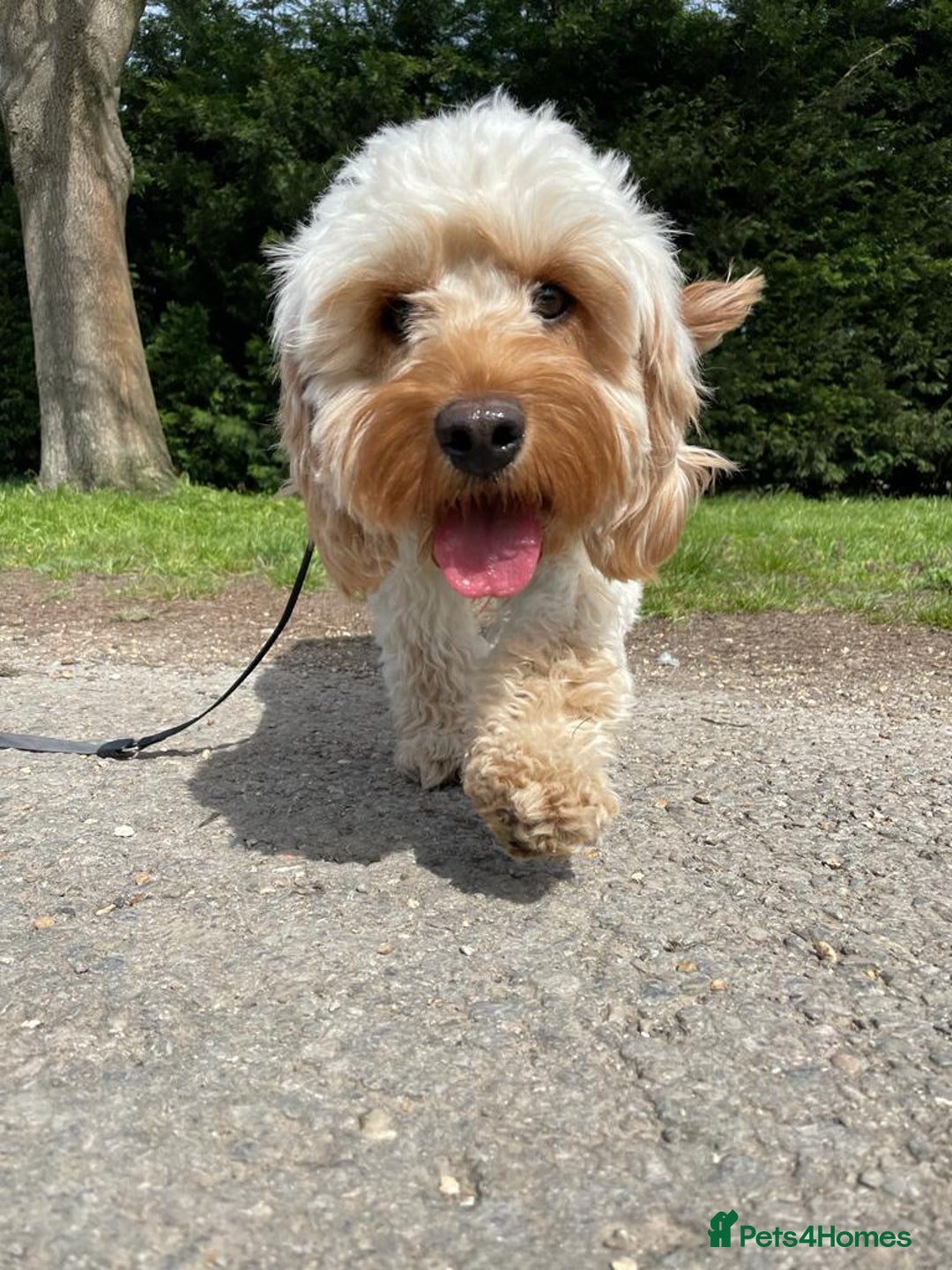 Cavapoo dogs for sale: Beautiful F1B cavapoo “teddy bear” puppies  - Advert 2