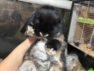 Mini Lop rabbits Multiple Litters of BRC rung baby Minilops - Advert 18