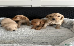 Mixed Breed dogs for sale: 10 gorgeous labradoodle pups - Image 6