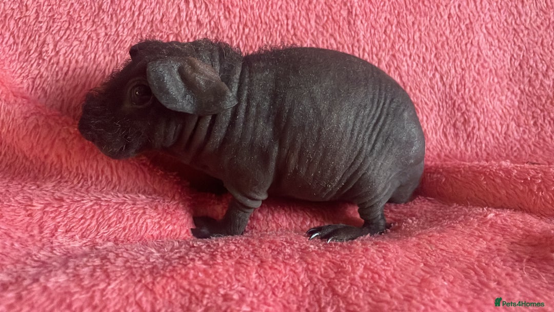 Guinea Pig rodents for sale: skinny pigs and werewolf’s  - Image 2