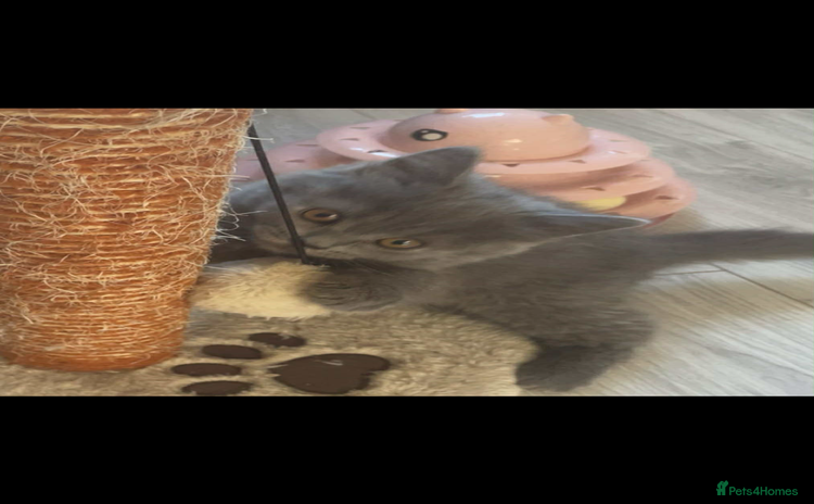 British Longhair cats - Advert 3
