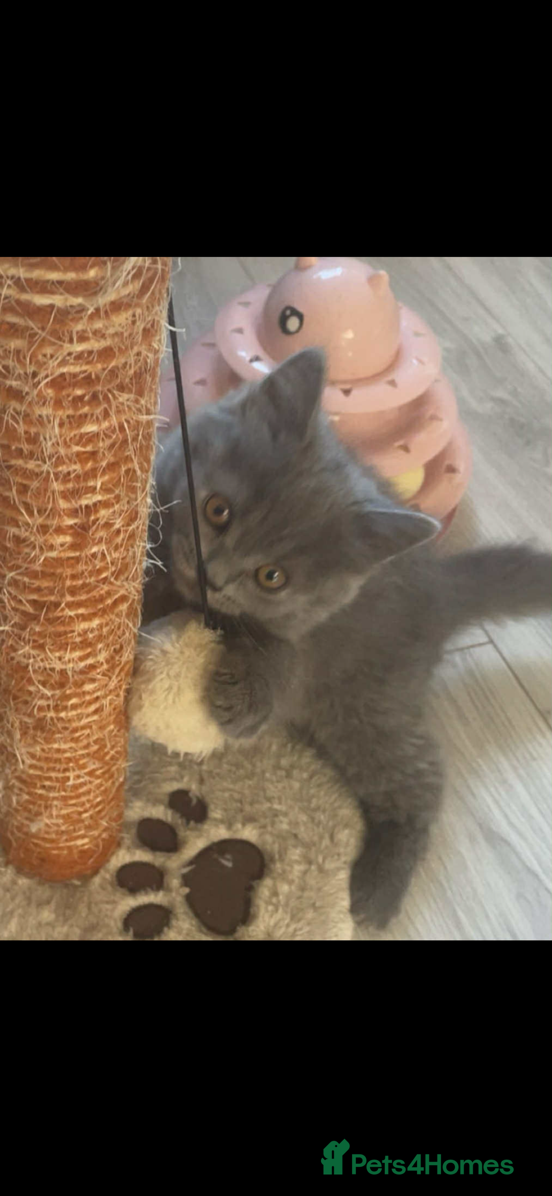 British Longhair cats for sale: British longhair kittens - Image 1