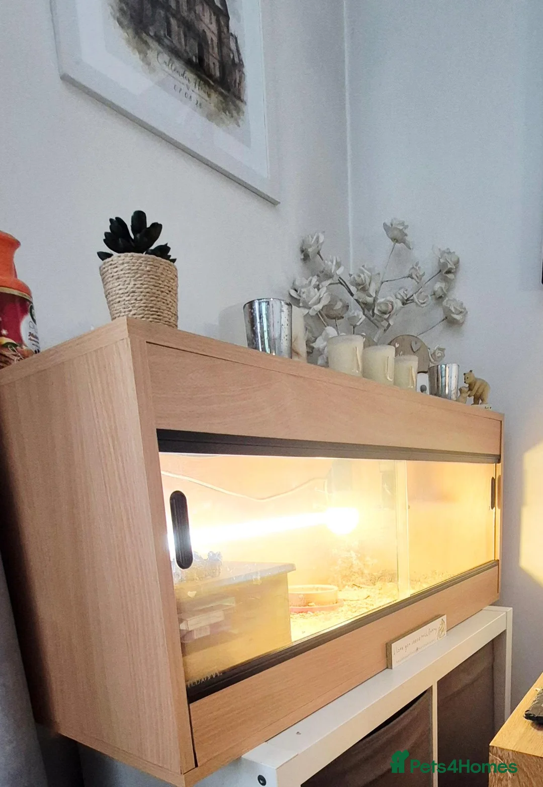 Tortoise reptiles for sale: Tortoise and vivarium  - Advert 2