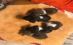 Jack Russell dogs for sale: Jack Russell puppies short legged  - Image 3