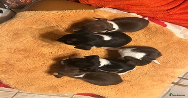 Jack Russell dogs - Advert 1