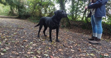 Labrador Retriever dogs - Advert 2