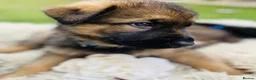 German Shepherd dogs for sale: Beautiful German Shepherd Puppies – Boys and Girls in Ipswich - Advert 3