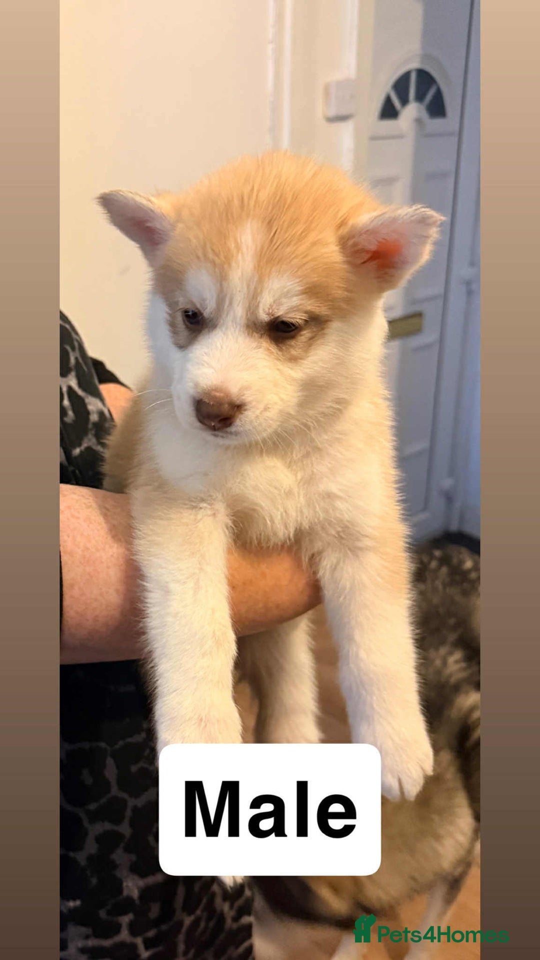 Siberian Husky dogs for sale: Beautiful husky pups 🔥 only 3 male pups left 🔥 - Advert 35