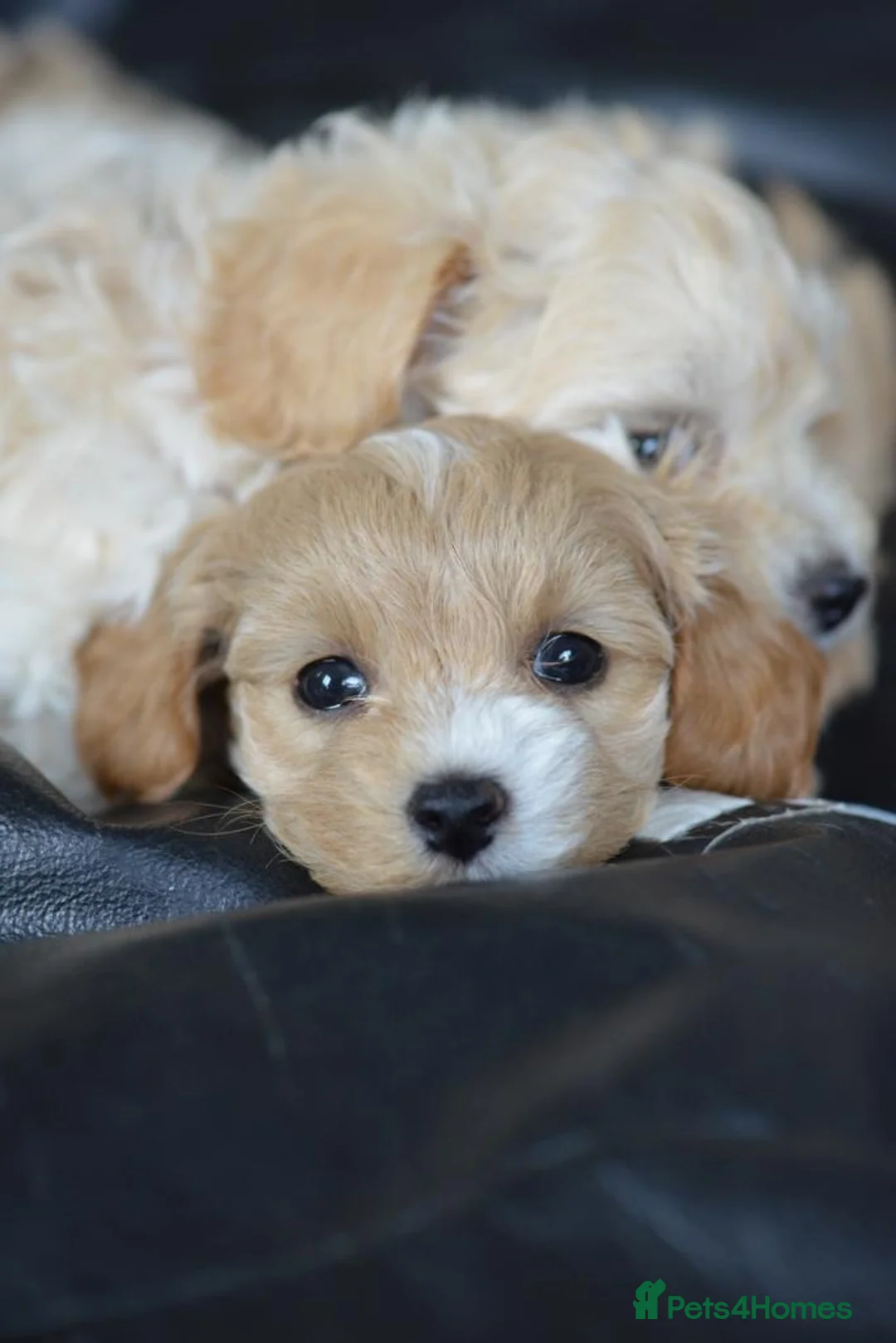 Toy Poodle dogs for stud: 🌹 RED TOY POODLE 9 INCH 2.8 KG HEALTH TESTED 🌹 in Romford - Advert 33