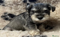 Miniature Schnauzer dogs for sale: Miniature schnauzers pups ready now ❤️ - Image 1