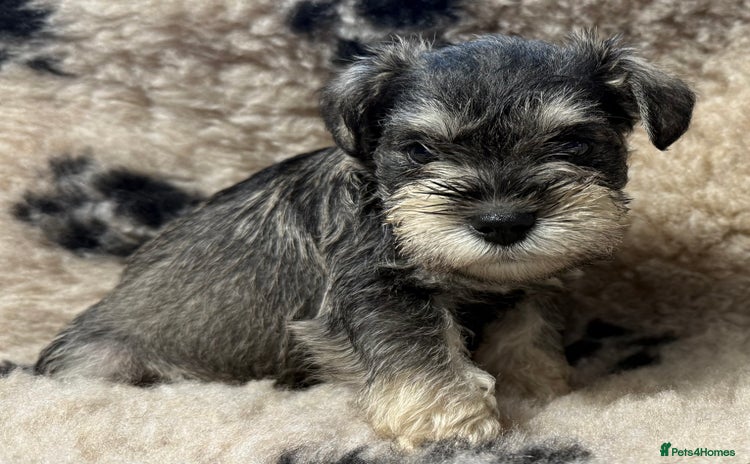 Miniature Schnauzer dogs - Advert 1