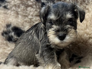Miniature Schnauzer dogs - Advert 1